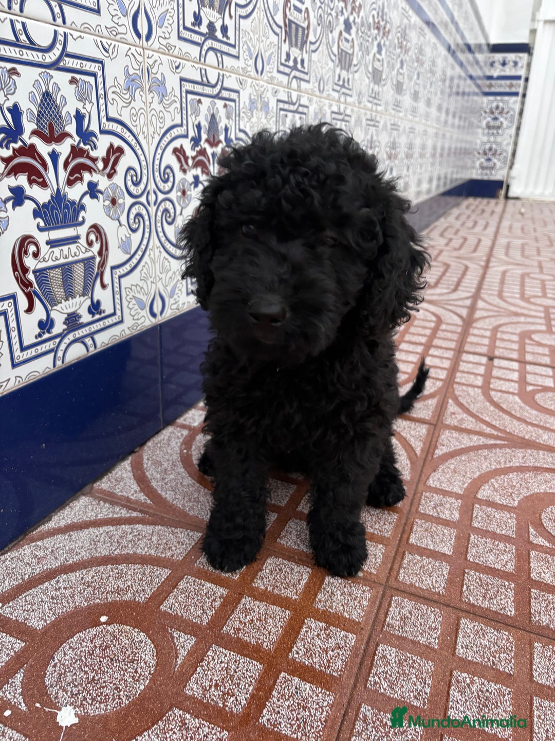 Perro de Agua Español perros en venta: Excelente camada de perro de Agua Español  - Imagen 2