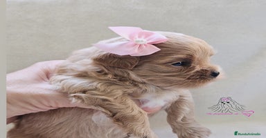 Maltipoo perros - Anuncio 14