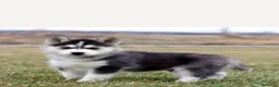 Husky Siberiano perros en venta: ‼️‼️husky siberianos padres importados de rusia  - Anuncio 2