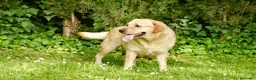 Labrador Retriever perros en venta: Cachorros de Labrador Retriever Negros - Anuncio 12