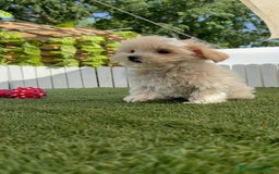 Maltipoo perros en venta: MALTIPOO MINI TOY MUY PEQUEÑITO (2-2´5k adulto) - Imagen 26
