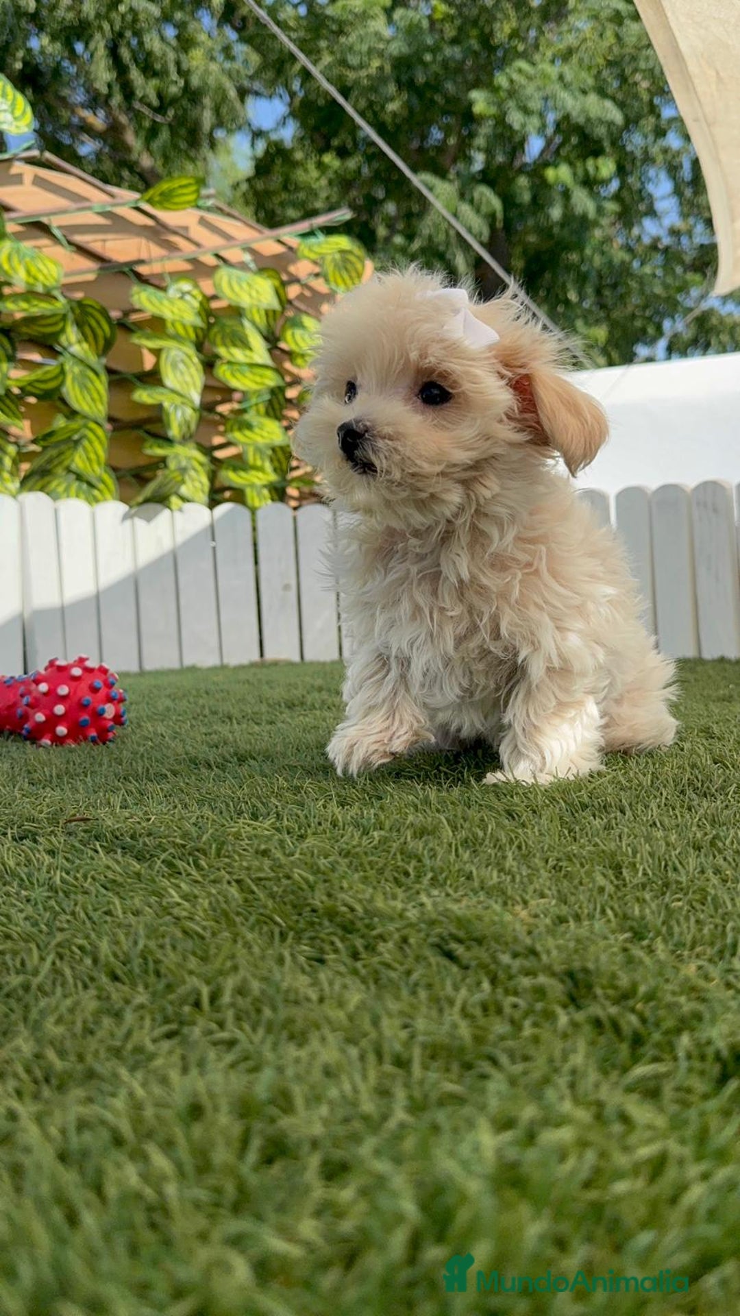 Maltipoo perros en venta: MALTIPOO MINI TOY MUY PEQUEÑITO (2-2´5k adulto) - Imagen 26