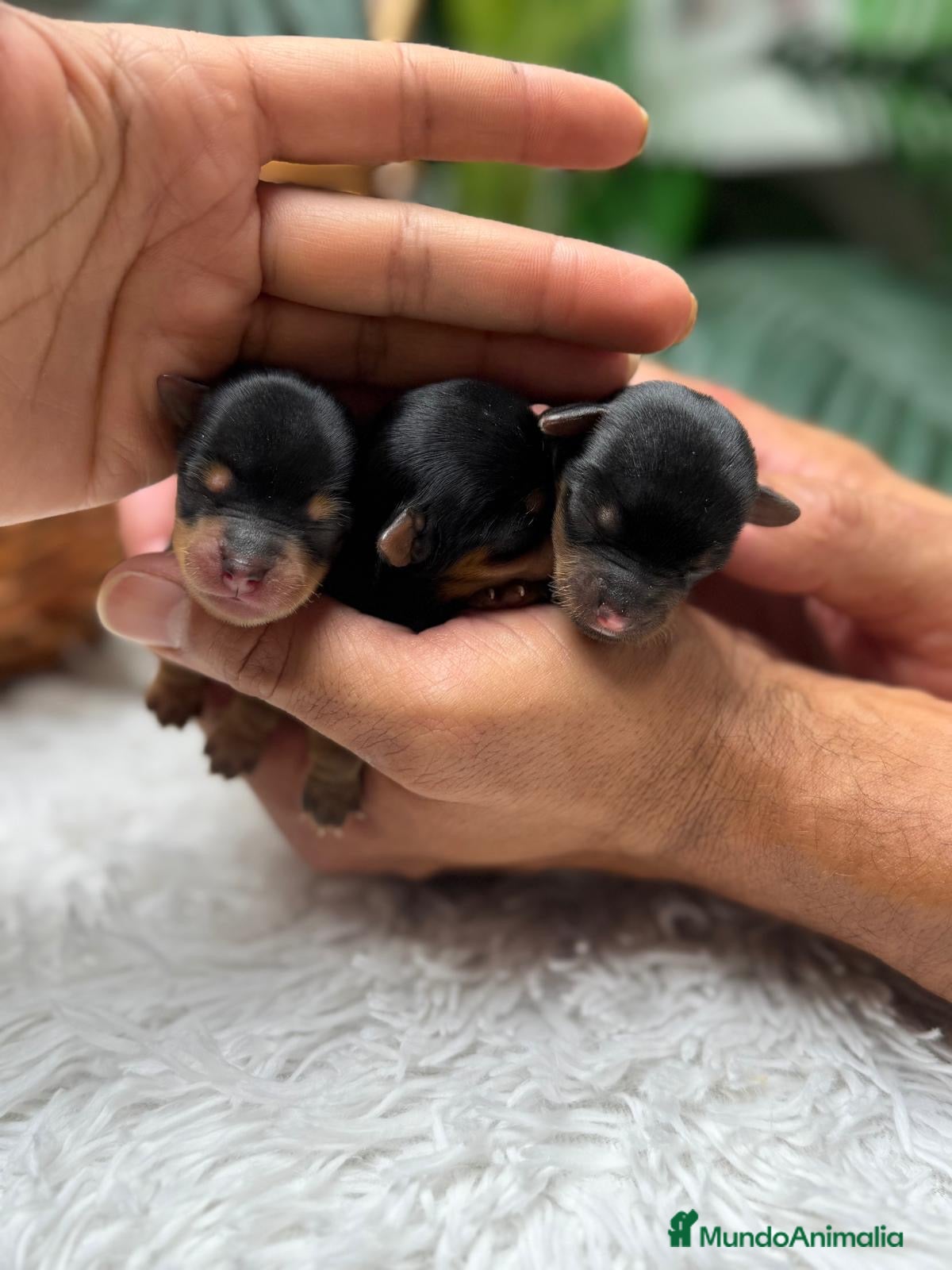 Yorkshire Terrier perros en venta: YORKSHIRE TERRIER - Anuncio 17