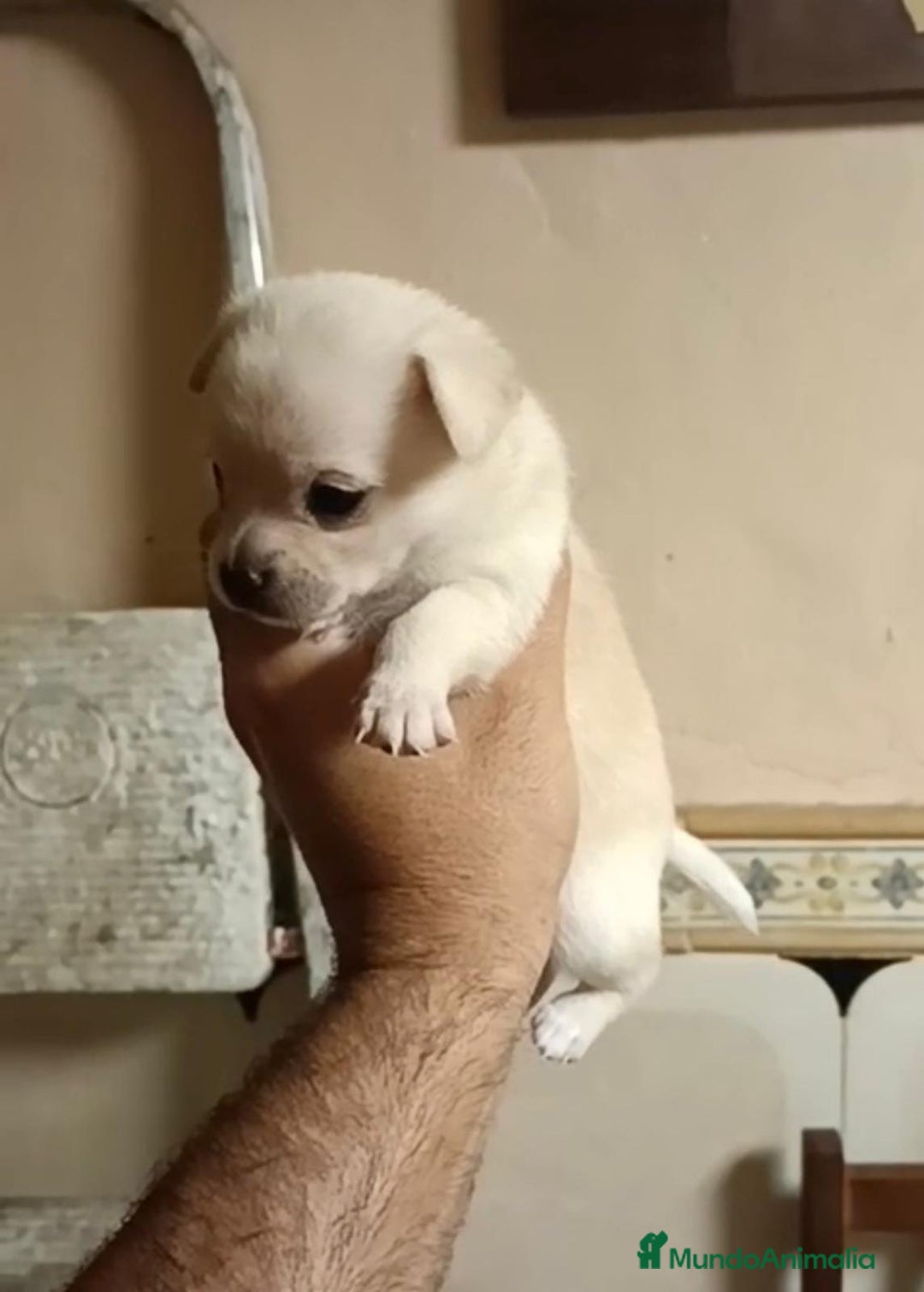 Chihuahua perros en venta: 2 chihuahuas toy - Imagen 10