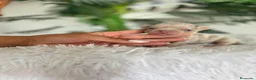 Chihuahua perros en venta: CHIHUAHUA 🎀 - Anuncio 4