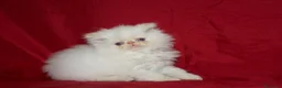 Persa gatos en venta: GATOS PERSAS  - Anuncio 5