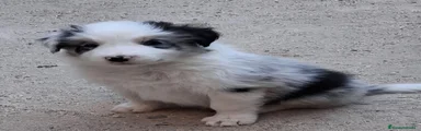 Border Collie 2