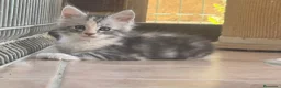 Maine Coon gatos en venta: Preciosa camada de cachorros Maine coon  - Anuncio 4