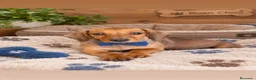Teckel perros en venta: Teckel - Anuncio 1