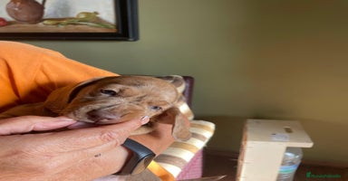 Teckel perros - Anuncio 2