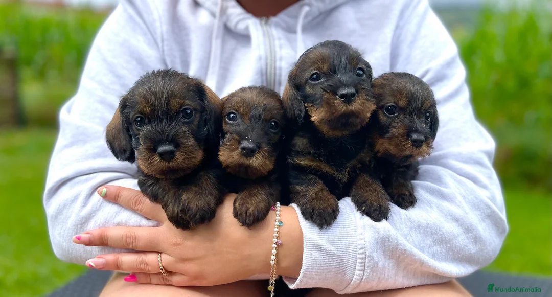 Teckel Miniatura perros en venta: Exclusiva camada de Teckel miniatura de Pelo duro  en Cantabria - Anuncio 4