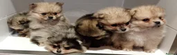 Pomerania perros en venta: Pomerania - Anuncio 2