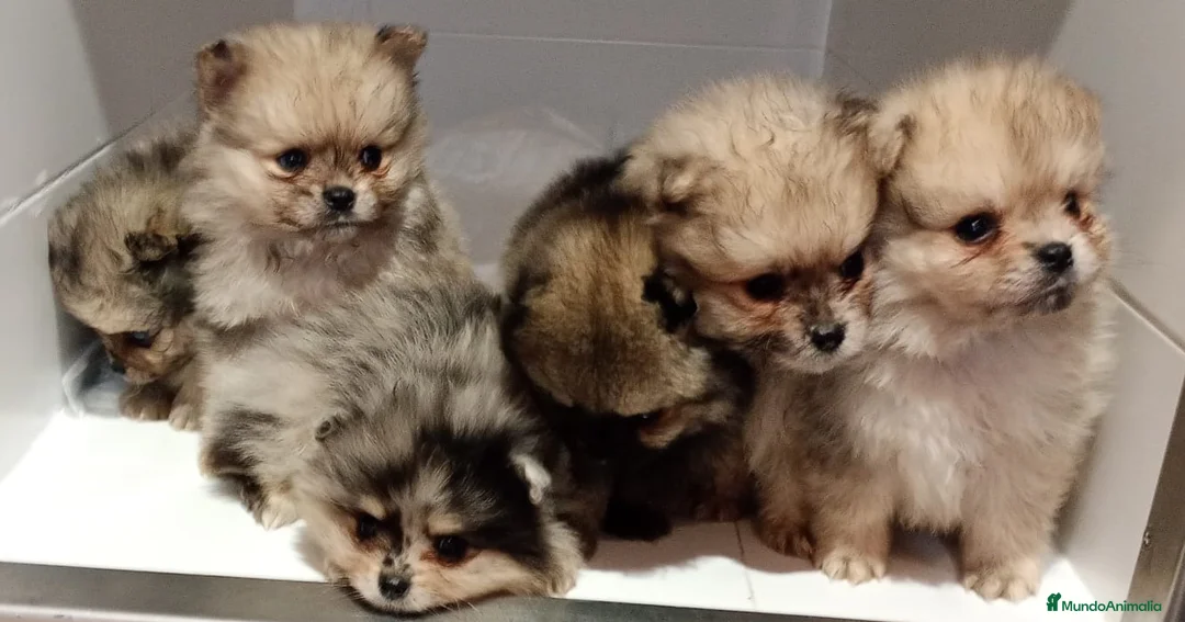 Pomerania perros en venta: Pomerania - Anuncio 2