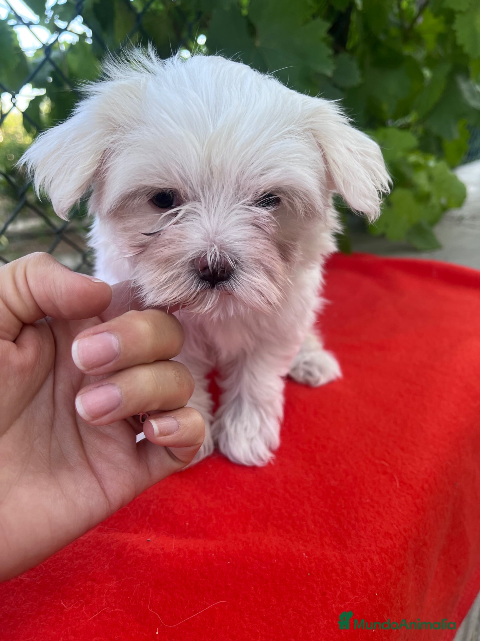 Bichón Maltés perros PRECIOSA BICHON MALTÉS MINI - Anuncio 1