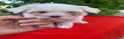 Bichón Maltés perros en venta: PRECIOSA BICHON MALTÉS MINI - Anuncio 1