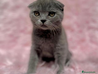 Scottish Fold gatos - Anuncio 20
