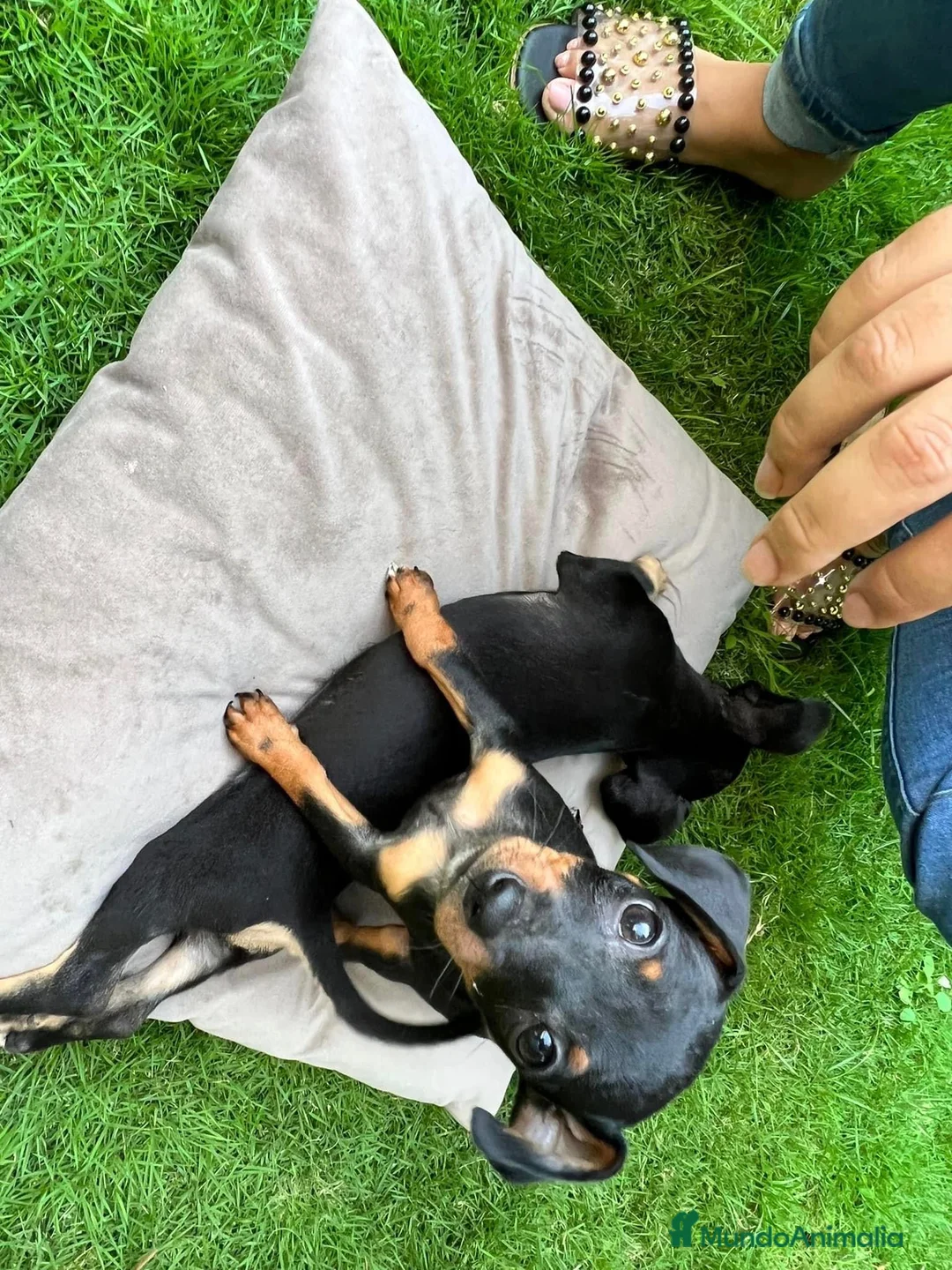 Pinscher Miniatura perros en venta: Pinscher mini en Ciudad Real - Anuncio 3