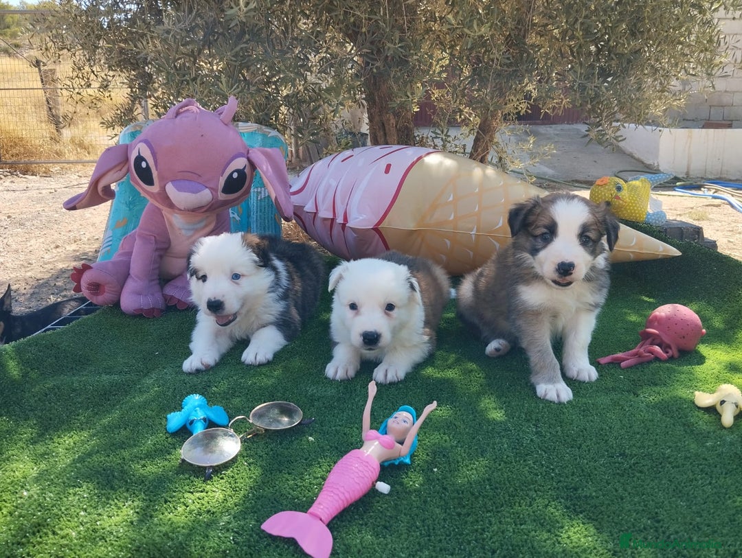 Border Collie perros en venta: Gran Camada de Border Collie - Imagen 5