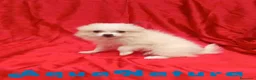 Pomerania perros en venta: Pomerania Hembra 8296 AQUANATURA - Anuncio 5