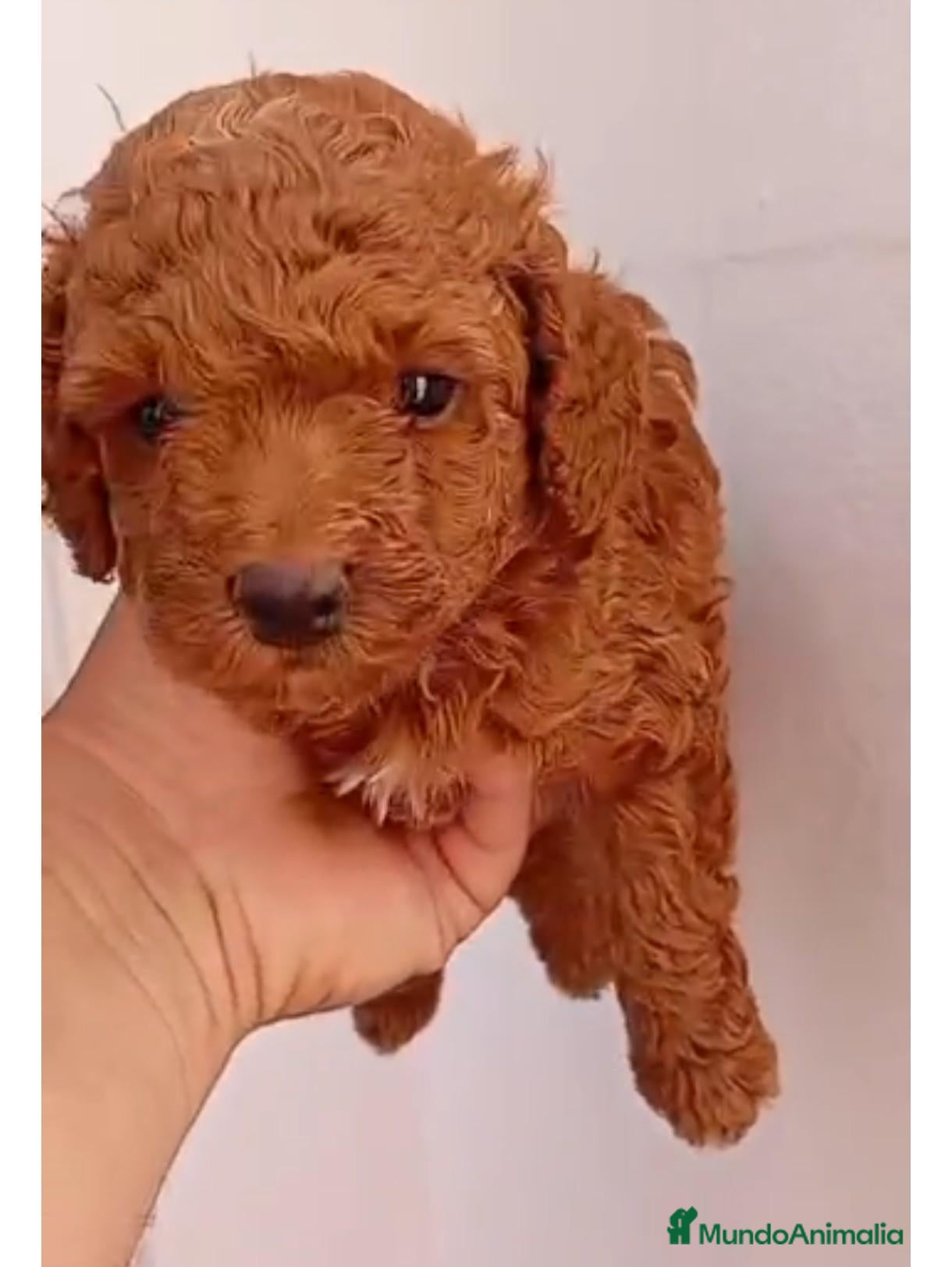 Caniche Toy perros en venta: Caniche toy - Anuncio 2