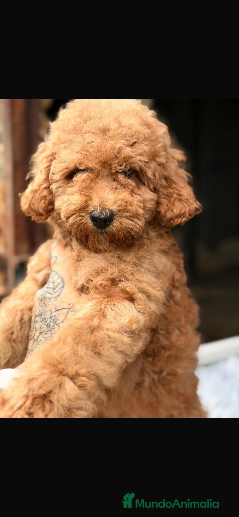 Caniche Enano perros Caniches enanos - Anuncio 2