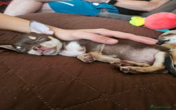 Chihuahua perros en venta: Chihuahua miniatura  - Anuncio 4