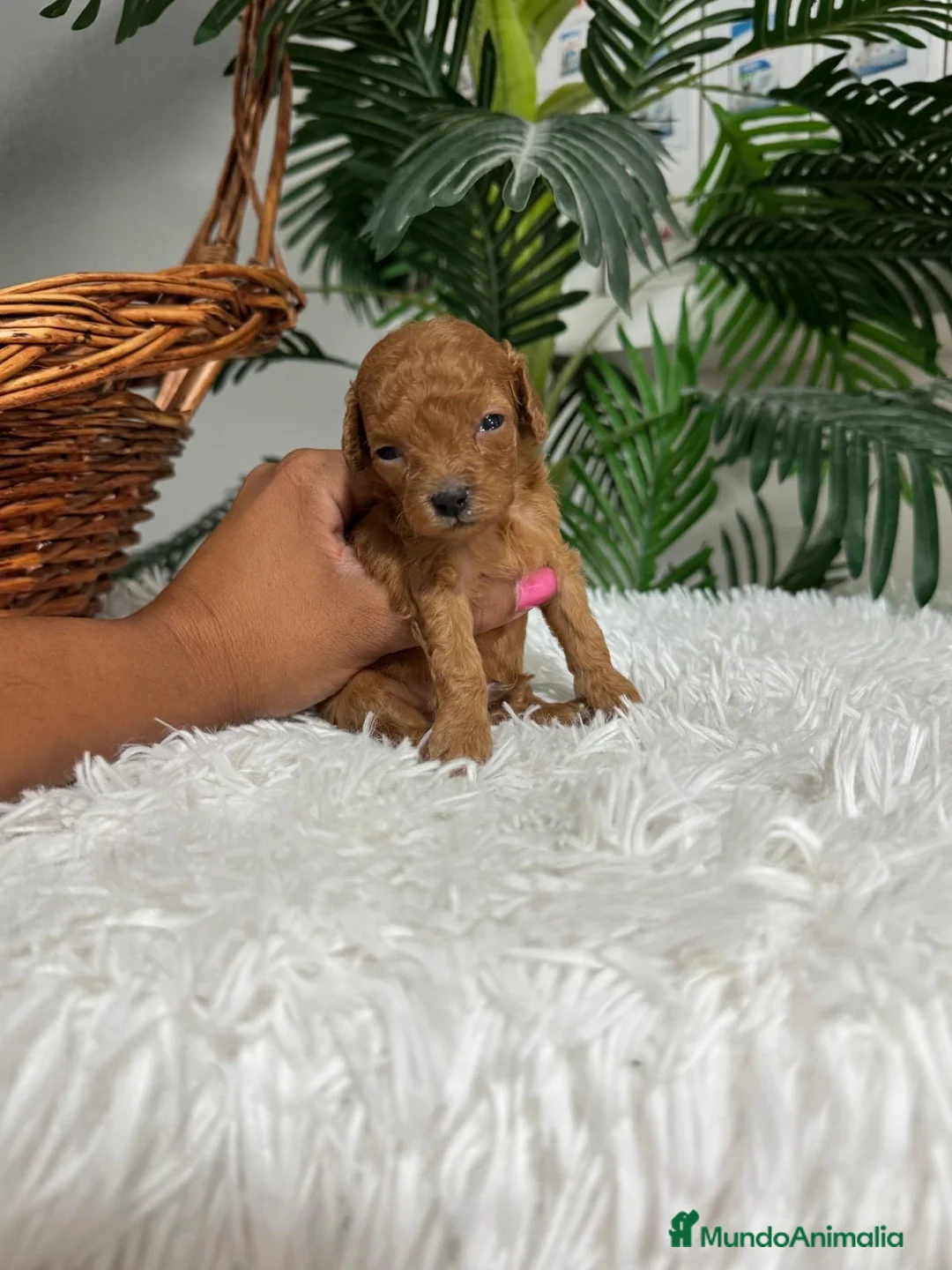 Caniche Toy perros en venta: CANICHE TOY  - Anuncio 21