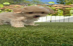 Maltipoo perros en venta: MALTIPOO  - Imagen 13