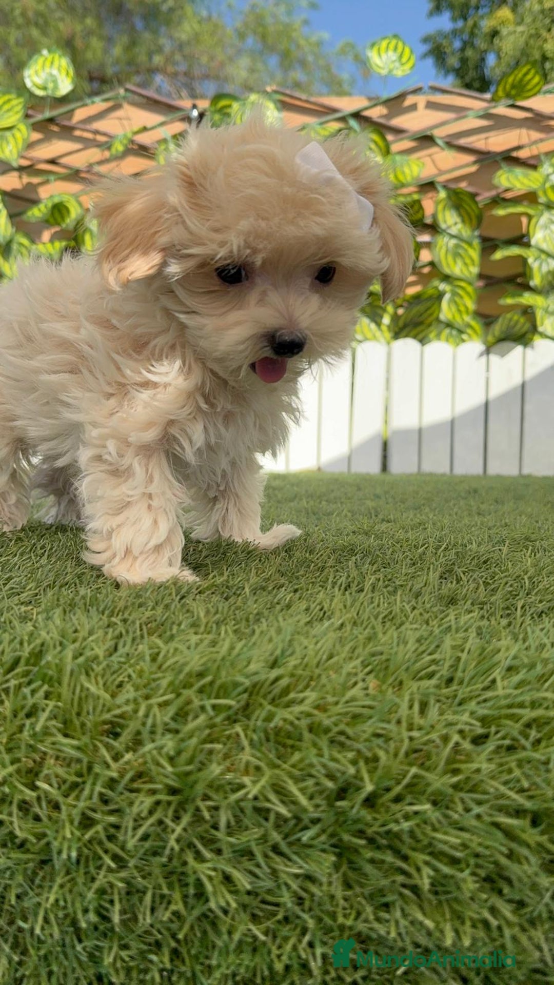 Maltipoo perros en venta: MALTIPOO  - Imagen 13