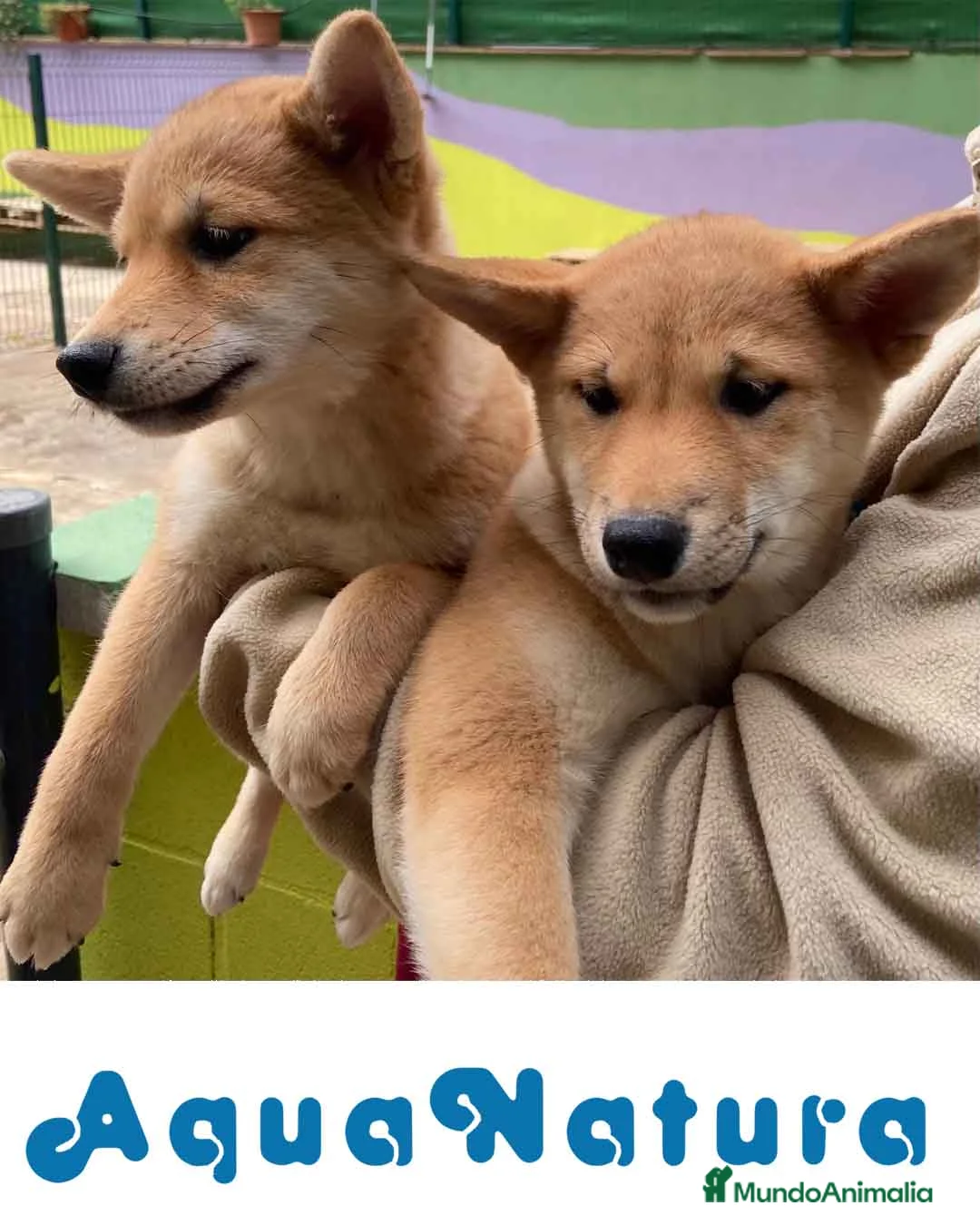 Shiba Inu perros en venta: Camada Shiba Inu de Mar - AQUANATURA en Barcelona - Anuncio 6