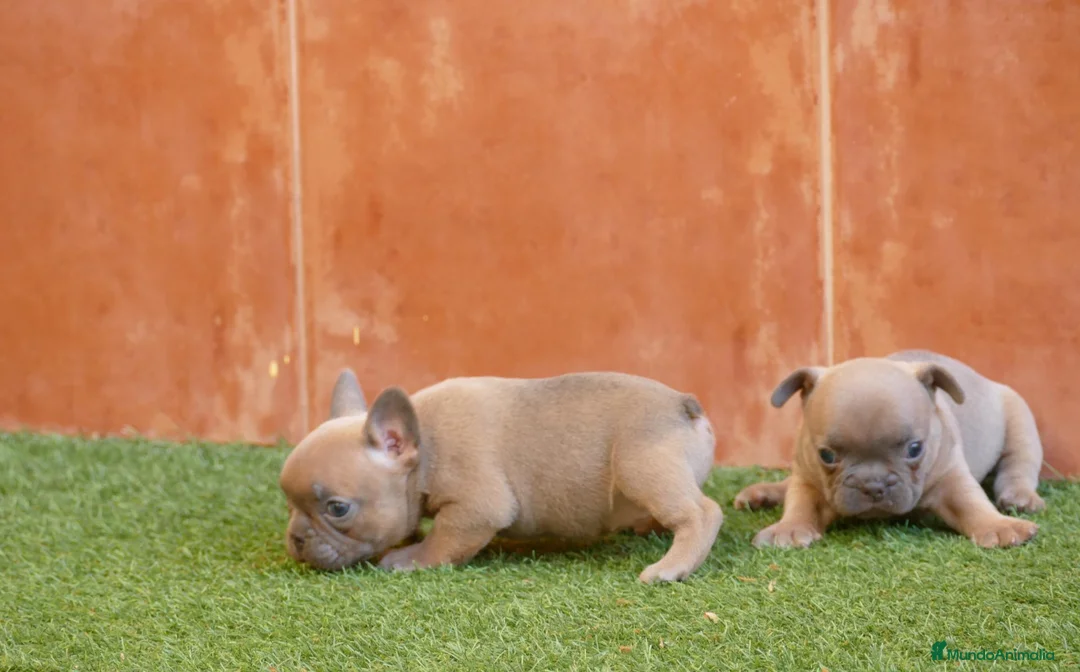 Bulldog Francés perros en venta: Cachorras de Bulldog Frances  - Anuncio 4