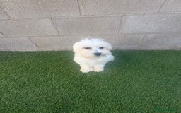 Bichón Maltés perros en venta: Bichon maltes - Imagen 9