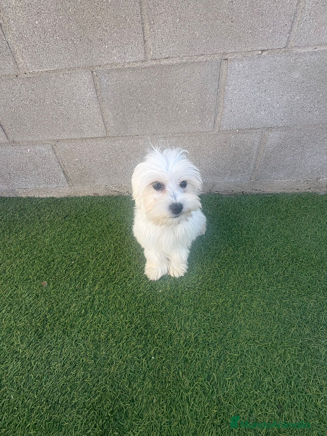 Bichón Maltés perros en venta: Bichon maltes - Imagen 9