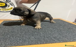 Bulldog Francés perros en venta: Bulldog francés  - Imagen 4