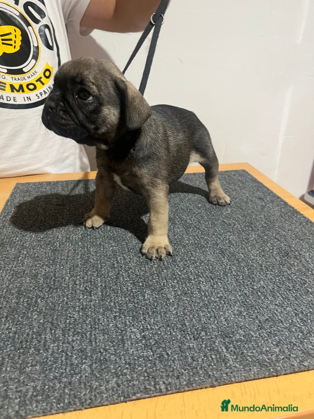 Bulldog Francés perros en venta: Bulldog francés  - Imagen 4