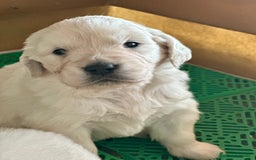 Golden Retriever perros en venta: GOLDEN RETRIEVER NACIONAL  en Barcelona - Imagen 6