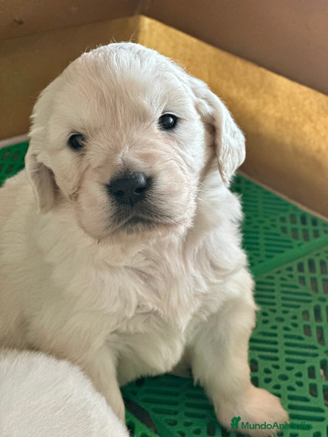 Golden Retriever perros en venta: GOLDEN RETRIEVER NACIONAL  en Barcelona - Imagen 6