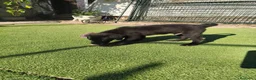 Labrador Retriever perros en venta: LABRADOR - Anuncio 10