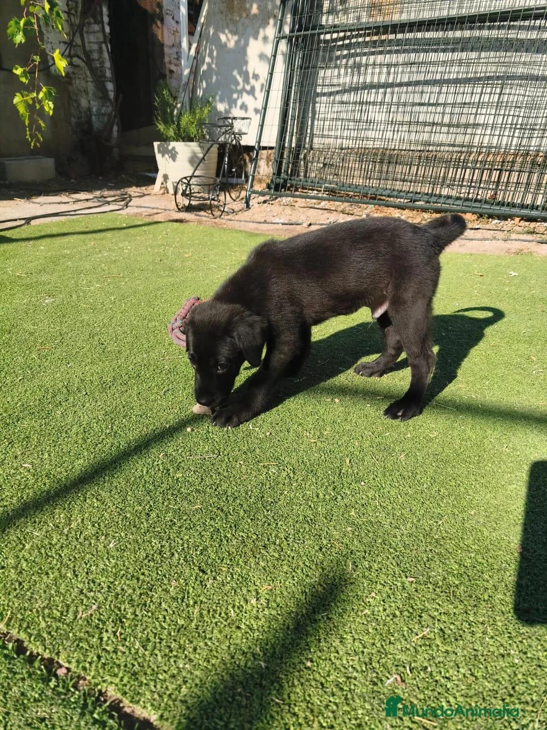 Labrador Retriever perros en venta: LABRADOR - Anuncio 10
