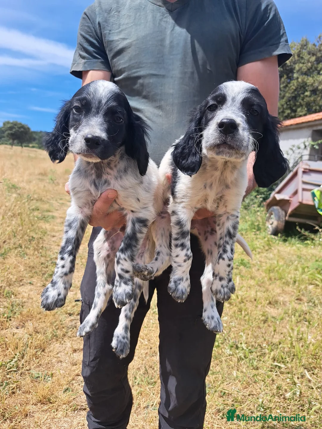 Setter Inglés perros en venta: Setter Ingles en Salamanca - Anuncio 2