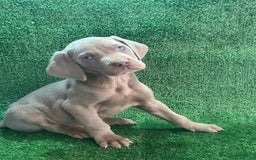 Weimaraner perros en venta: Braco de weimar  - Imagen 1