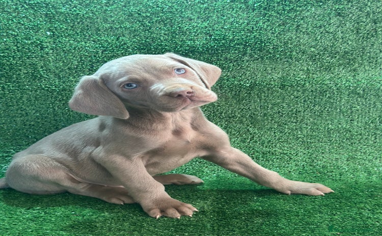 Weimaraner perros - Anuncio 3