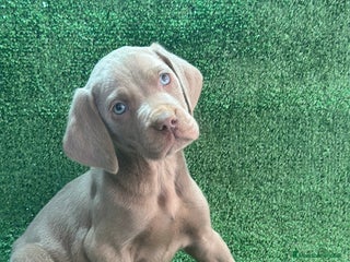 Weimaraner perros - Anuncio 1