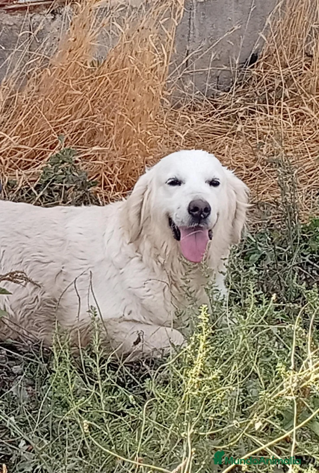 Golden Retriever perros en venta: Golden Retriever  en Murcia - Anuncio 3