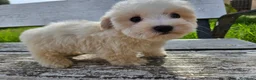 Bichón Maltés perros en venta: Bichon maltés precio real - Anuncio 9
