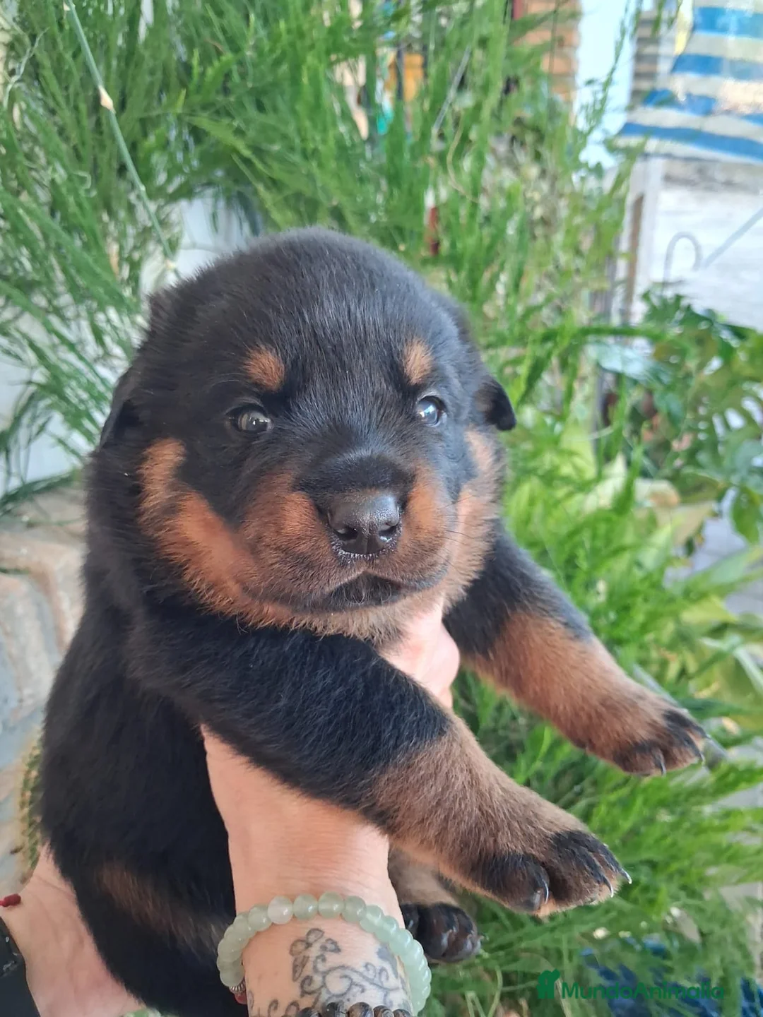 Rottweiler perros en venta: Rottweiler  - Anuncio 1