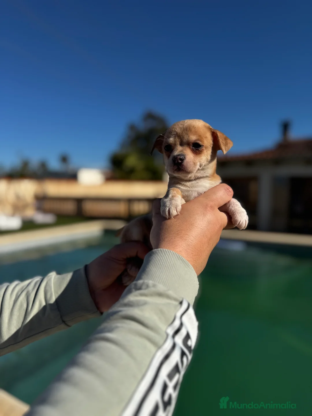 Chihuahua perros en venta: Chihuahuas  en Illes Balears - Anuncio 22
