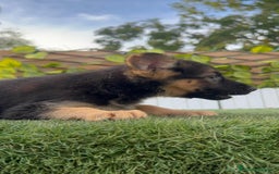 Pastor Alemán perros en venta: PASTOR ALEMAN HEMBRA - Imagen 17