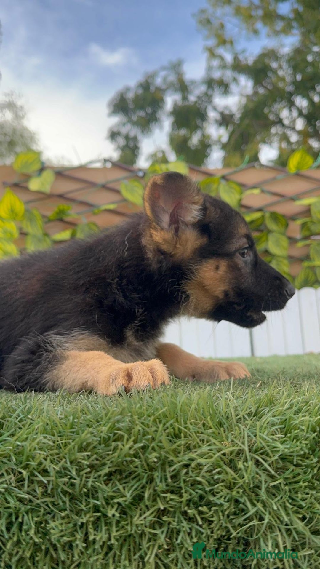 Pastor Alemán perros en venta: PASTOR ALEMAN HEMBRA - Imagen 17