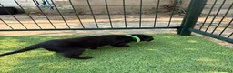 Labrador Retriever perros en venta: LABRADOR - Anuncio 4